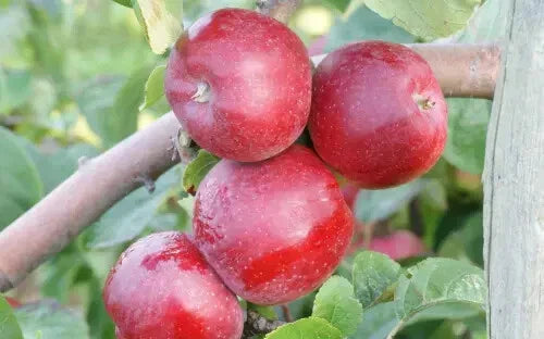 Liberty Apple Seeds - 25+ Pack for Garden Planting - Malus domestica - Non-GMO, USA