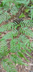 Eagle Fern Live Plants Set of 7 - Rare Woodland Ferns Pteridium aquilinum