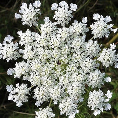 Anise Seeds 1000+ Count Non-GMO Heirloom Herbs for Planting - Pimpinella anisum