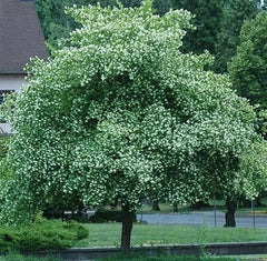 Washington Hawthorn Tree Live Plant Set of 2, 18-24 Inches, Bare Root, Crataegus phaenopyrum, Hardy Zones 5-9