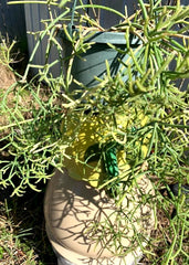 Fresh Cuttings 9 Pack Rhipsalis Prismatica Rare Orchid Cactus Hardy Indoor Plant