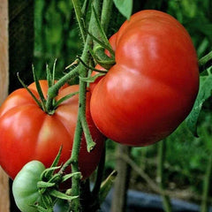 Burpee's Big Boy Tomato Seeds - 10+ Organic Hybrid Seeds - Non-GMO - Heirloom Variety - Solanum lycopersicum