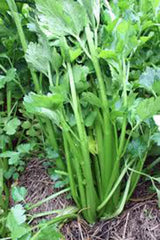 Celery Seed 25+ Seeds Tendercrisp Heirloom Non-GMO Apium graveolens