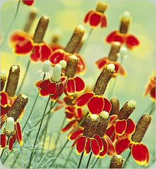 Mexican Hat Flower Seeds, 301+ Pack, Perennial Native Wildflower, Drought Tolerant, Ratibida columnifera
