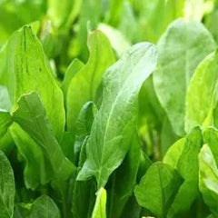 Large Leaf Sorrel Seeds 600+ Count, Hardy Perennial Herb (Rumex acetosa), USA Grown
