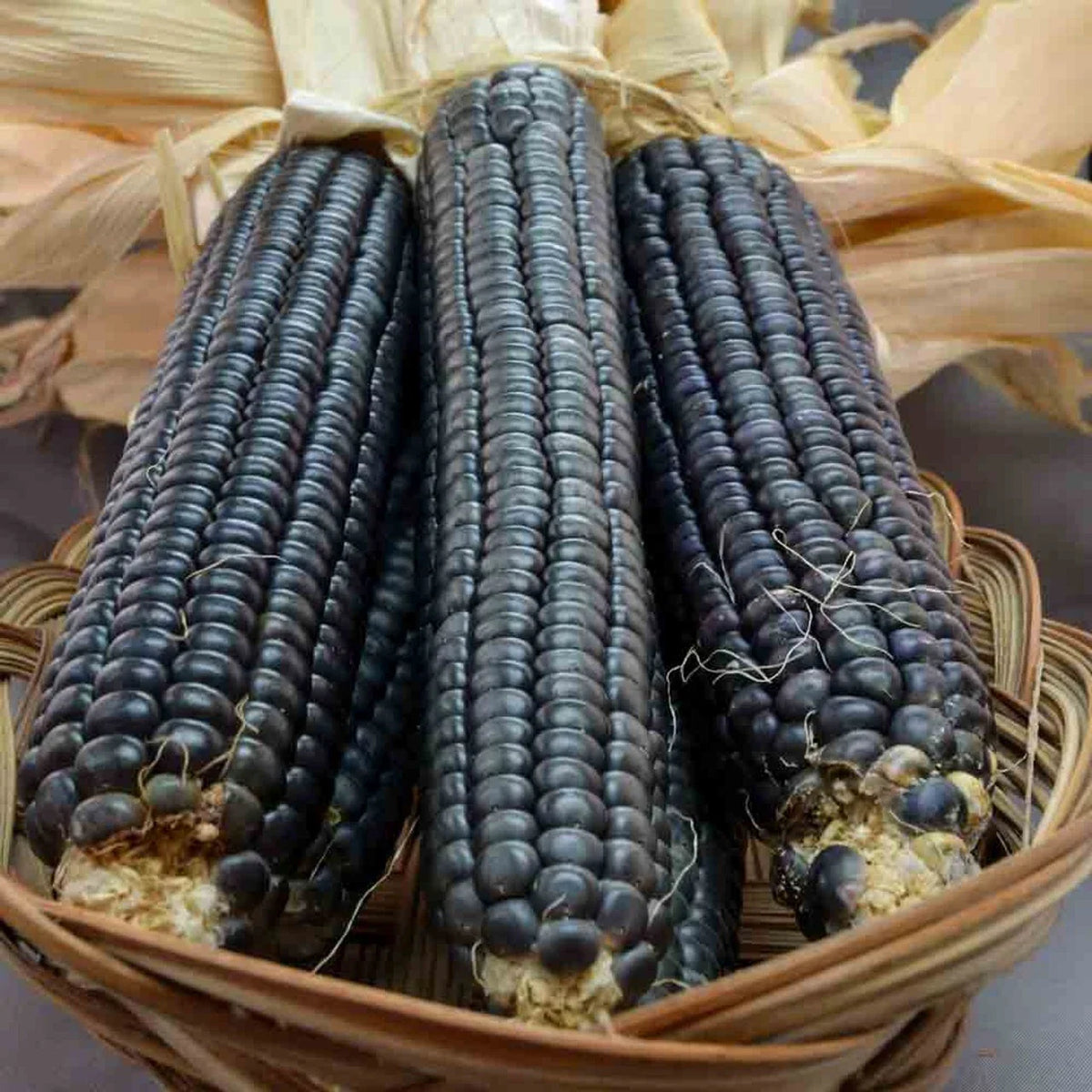 Hopi Blue Corn Seeds - 60+ Heirloom Non-GMO Organic Seeds - Zea Mays Everta - Rare Variety