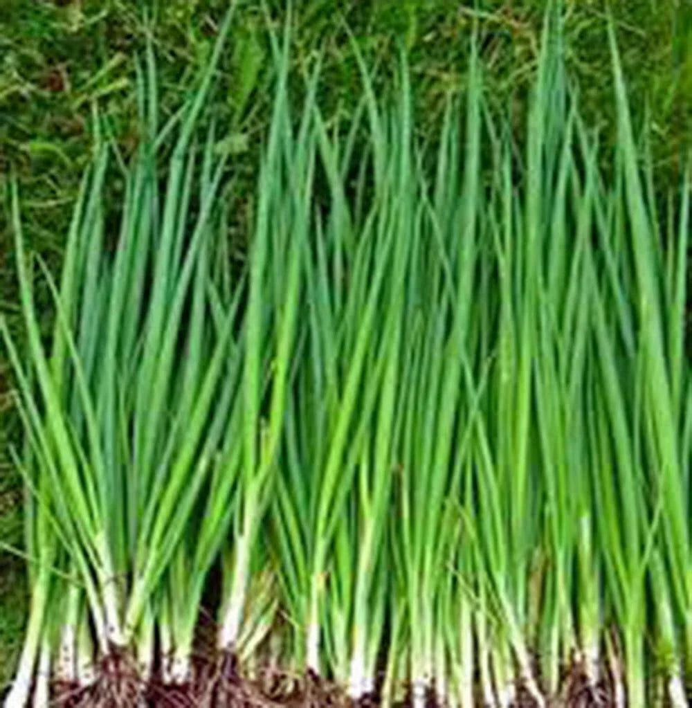 Tokyo Long White Onion Seeds - Heirloom Variety for Salads & Cooking - 100+ Seeds - Allium fistulosum