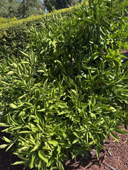 Owari Satsuma Mandarin Cuttings - 6 Un-rooted Plant Cuttings - Citrus reticulata - Grow Your Own Satsuma