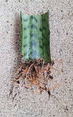 Snake Plant Cutting with Roots, 3 Inches, Hardy Fast-Growing Live Plant, Sansevieria Trifasciata