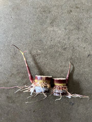 Rooted Dark Purple Sugarcane Cuttings - 2pcs Sweet & Juicy (Saccharum spontaneum) Ready to Plant