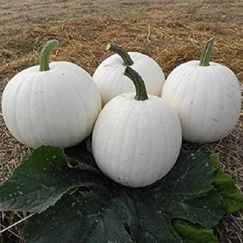 Casper White Pumpkin Seeds - 20 Non-GMO Rare Seeds - Fresh & Healthy Cucurbita pepo