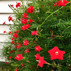 Star Glory Seeds - 20 Cardinal Creeper Vine Flower Seeds - Attracts Butterflies and Hummingbirds - Ipomoea quamoclit