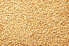 Whole Barley Seeds | All Natural | Juicing, Malt Brewing | Hordeum vulgare