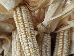 Hickory King White Corn Seeds - 20 Non-GMO Heirloom Seeds - Open Pollinated Variety - Zea mays
