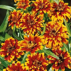 Old Mexico Zinnia Seeds - 100+ Pack for Garden Planting - Zinnia elegans - USA Grown - Free Shipping
