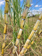 Fresh Organic Sugar Cane Cuttings - San Diego Yellow - Saccharum officinarum - Non-GMO, Healthy Planting Stock