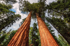 Redwood Sequoia Tree Seeds - 25 Seeds - Sequoia Bonsai Seeds - Sequoiadendron giganteum - Ships from USA