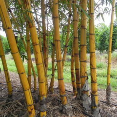 Hawaiian Gold Bamboo Seeds - 50 Count - Clumping Privacy Plant for Garden - Shade Screen (Bambusa vulgaris)