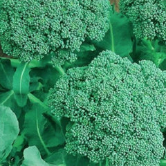 NON-GMO Broccoli Seeds | Heirloom Garden Seeds | Organic Vegetable Seeds | Brassica oleracea