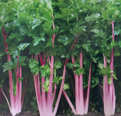 Chinese Pink Celery Seeds - 200+ Count, Rose Celery (Kan-tsai) - Qincai Kunchoy, USA Grown