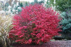 Burning Bush Live Bare Root Seedling Plant 4-8 Inches (Euonymus alatus) - Hardy for Zones 5-9, Freshly Dug, Priority Shipping
