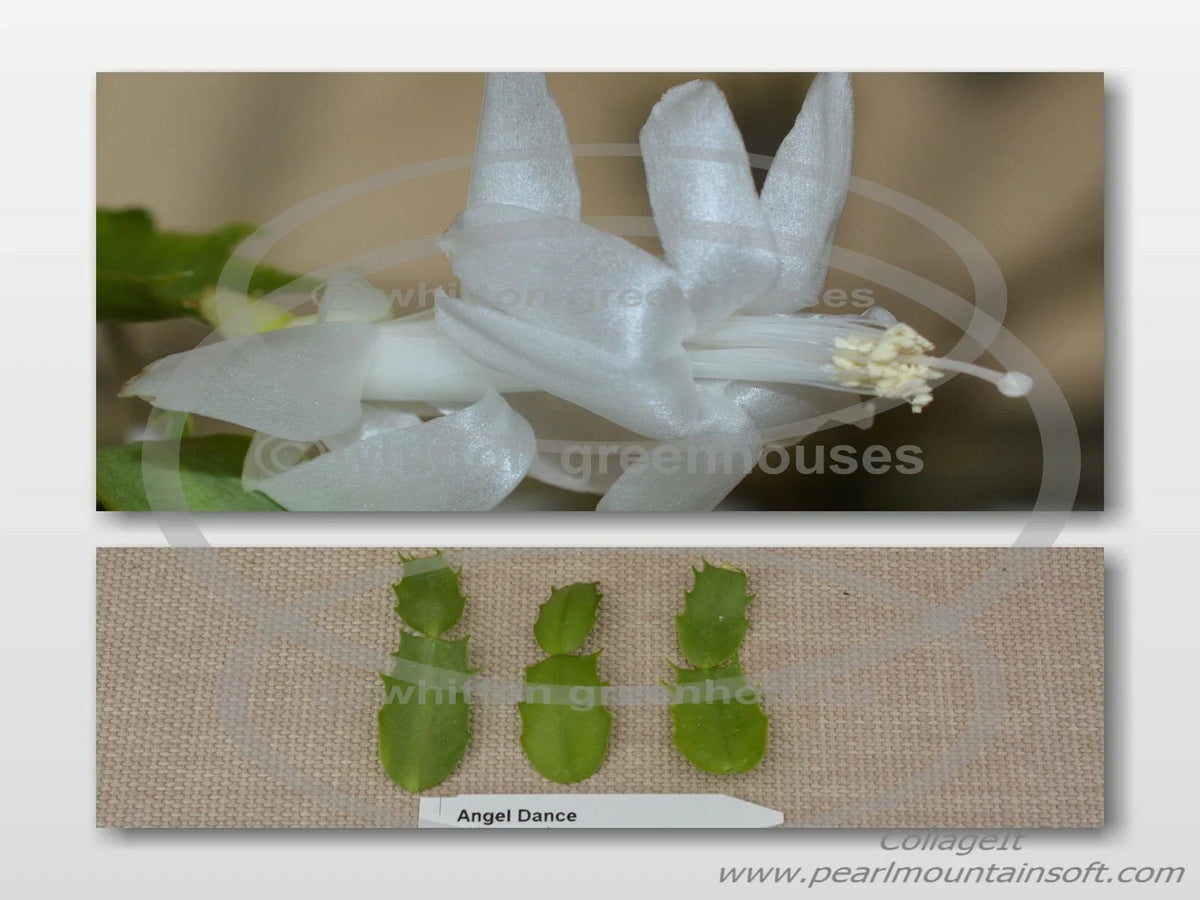 Thanksgiving/Christmas Cactus Cuttings - Schlumbergera "Angel Dance" - Healthy No Roots Plant Cuttings