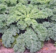 Kale Seeds 500 Count Dwarf Siberian Heirloom Non-GMO Healthy Greens (Brassica oleracea)