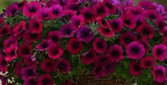 Petunia Plugs, 10 Baby Plants, Deep Purple, Petunia Shock Wave, Live Annuals, Compact Growth, Garden Ready, 288 Plugs
