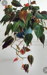 Philodendron Micans Cuttings 4 Pack, Rare Velvet Leaf Green & Bronze, Philodendron gloriosum