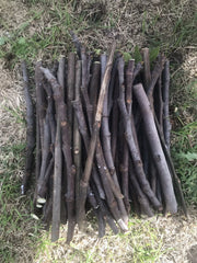 Fig Tree Cuttings - 6 Unrooted Stems for Organic Propagation - Delicious Sweet Fruit - Ficus carica