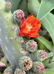 Woollyjoint Pricklypear Seeds - 50 Seeds, Velvet Opuntia, Opuntia tomentosa - 2024 Harvest, USA