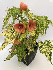 Thompsonii Variegated Peach Abutilon Flowering Maple Small Rooted Starter Plant - Ideal Houseplant for Indoor Gardens