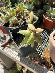 Aloe Pearsonii Rooted Cutting - Succulent Plant for Home Decor - Aloe Vera Family, Easy Care Indoor Plant