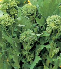 Broccoli Raab Seeds | Heirloom Non-GMO Rapini | Vegetable Seeds | 100-5000 Seeds