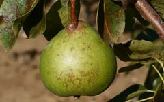 Old Home Pear Seeds - 25+ Count - Perfect for Garden Planting - Pyrus communis - USA