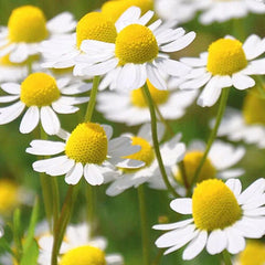 Roman Chamomile Seeds - 2,000 Heirloom Non-GMO Seeds - Chamaemelum nobile - Aromatic Herbal Garden Plant
