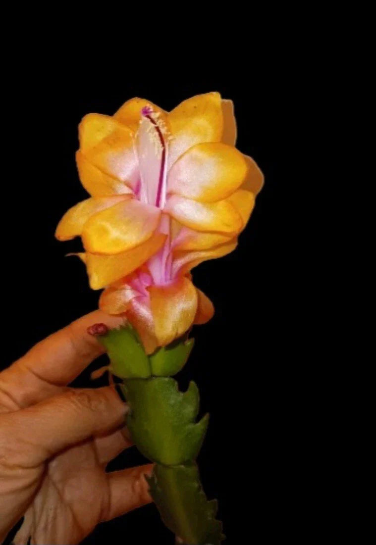 Golden Christmas Cactus Starter Plant, RARE "Bruxas Brasil," Schlumbergera tricolor, Indoor Houseplant, Unique Holiday Decor