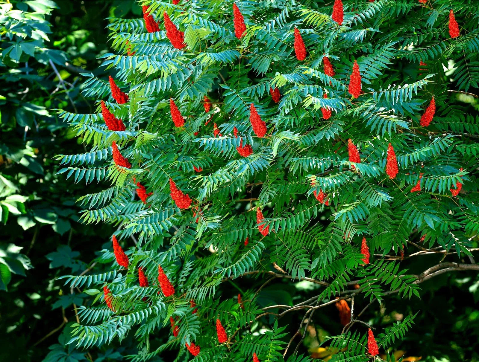 30 Staghorn Sumac Tree Seeds - Rhus typhina - Native Shrub Seeds - Dro ...
