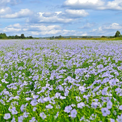 Blue Flax Seeds - 1000+ Perennial Wildflower for Cold & Drought Tolerant Summer Garden (Linum lewisii)