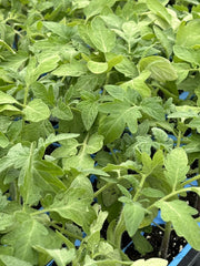 Rutgers Tomato Live Plants - Lot of 2, 6 to 10 Inches, Heirloom Variety - Solanum lycopersicum