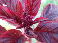 Amaranthus Red Garnet Herb Seed Pack – 250+ Fresh Seeds for Gardening (Amaranthus cruentus)