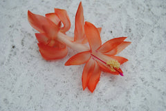 Christmas Cactus Starter Plant - Small Frida Variety - Schlumbergera Truncata - Well Rooted Healthy Plant