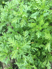 Tong Ho Choy Seeds - 200+ Edible Chrysanthemum Seeds, Shungiku Ssukgat Tan, Serrated Leaf - Perfect for Home Gardening