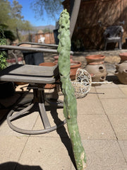 Totem Pole Cactus Cutting - 3ft Rare Exotic Plant - Unique Indoor/Outdoor Decor - Lophocereus schottii