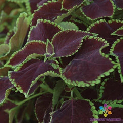 Premium Sun Chocolate Mint Coleus Seeds - 25+ Pack - Perfect for Garden - Coleus blumei