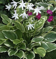 Hosta Plant - So Sweet Variety - Perennial Shade Lover - Hosta sieboldiana