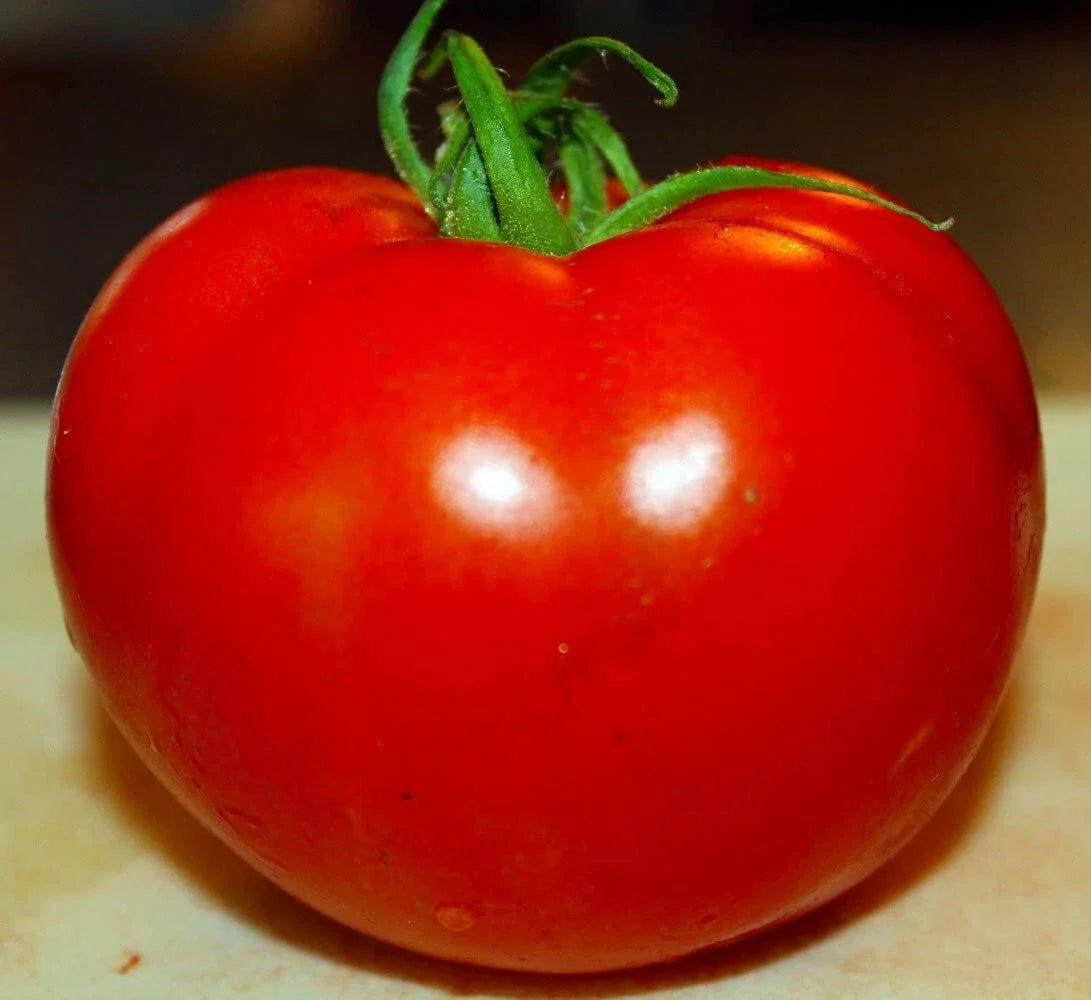 Celebrity Tomato Seeds 50 Pack - Disease Resistant Variety, Solanum lycopersicum