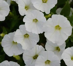 Petunia Plants Plugs 10 Count Baby Shock Wave White Coconut Yellow Center (Petunia × hybrida) Annual Live Garden Flowers