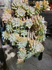 Hanging Succulent Cuttings - 5 Pack - No Roots - Assorted Varieties - Ideal for DIY Planters and Decor