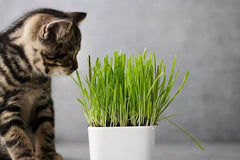Cat Grass Seeds 1 Pound Nutritious Tasty Treat for Animals (Avena sativa)